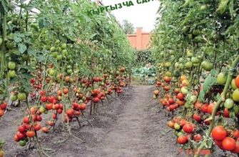 https://kyrgyzcha.site/?p=42309&preview=true