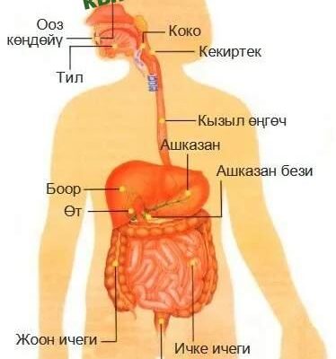 https://kyrgyzcha.site/?p=44618&preview=true