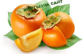 https://kyrgyzcha.site/?p=46097&preview=true