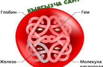 https://kyrgyzcha.site/?p=49668&preview=true