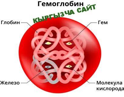 https://kyrgyzcha.site/?p=49668&preview=true