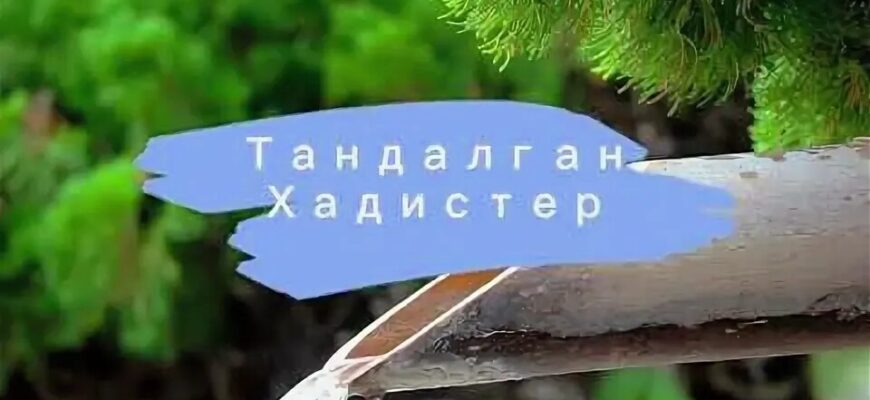 https://kyrgyzcha.site/?p=69567&preview=true